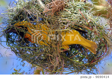 ハタオリドリ　ケニア 9690414