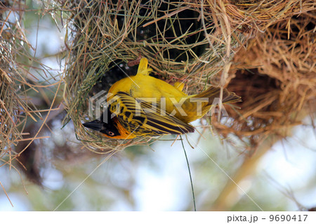 ハタオリドリ　ケニア 9690417