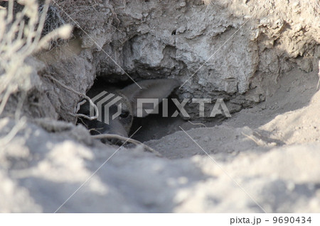 アードウルフ　ハイエナ　サンブル国立保護区 9690434