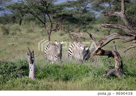 2頭のグレービーシマウマ　サンブル国立保護区 9690438