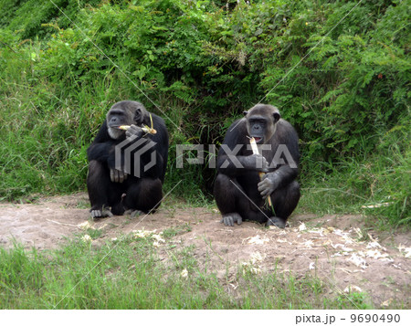 チンパンジー　スィートウォーター 9690490