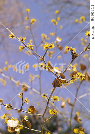 シナマンサク 9690511