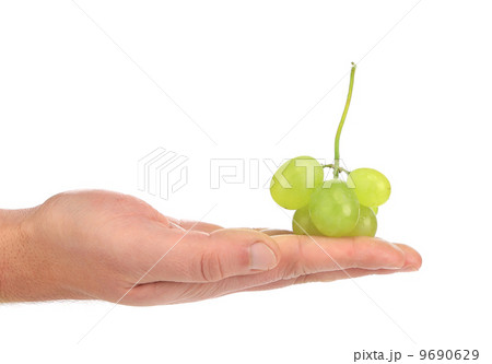 Green ripe grapes on hand. 9690629