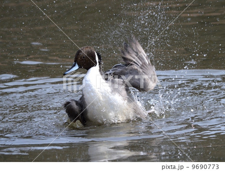 水浴びするオナガガモ 水浴びするオナガガモ 9690773
