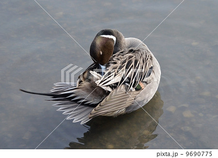 オナガガモ オナガガモ 9690775