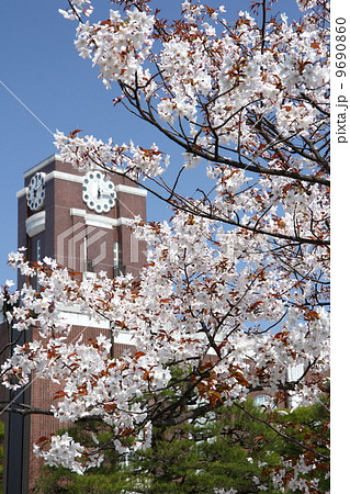 京都 京都大学の時計台と桜 京都 京都大学の時計台と桜 9690860