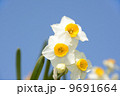 スイセン 9691664