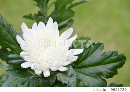 白菊 白菊 9691720