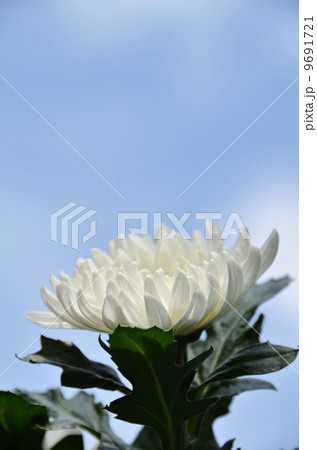 白菊 9691721