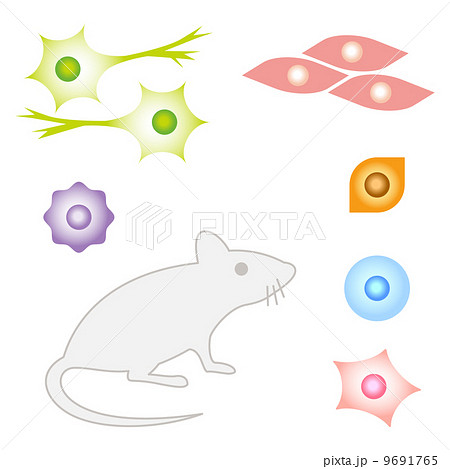 マウスの細胞のイラスト素材