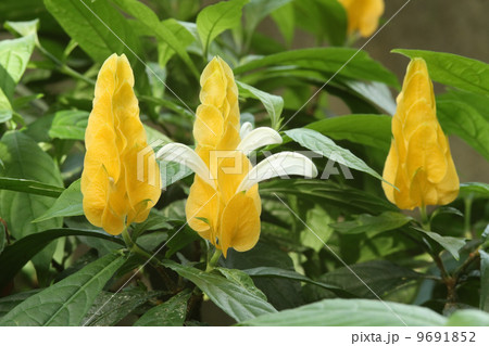 パキスタキス・ルテア 9691852