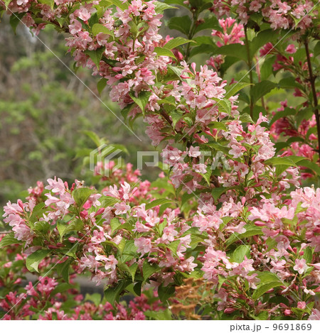 タニウツギ タニウツギ 9691869