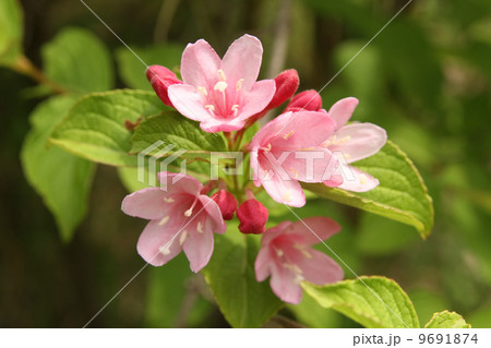 タニウツギ タニウツギ 9691874