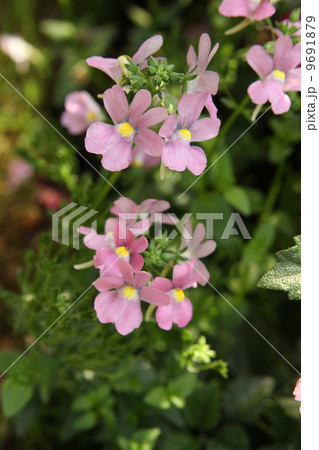ネメシア ネメシア 9691879