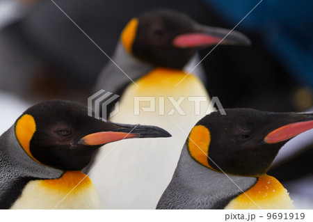 3匹のペンギン 9691919