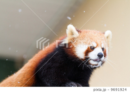 レッサーパンダ レッサーパンダ 9691924