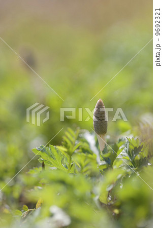 顔を出したツクシ 顔を出したツクシ 9692321