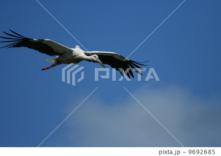 青空に優雅なこうのとり 青空に優雅なこうのとり 9692685