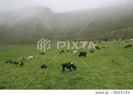 meadow with cowns 9693149