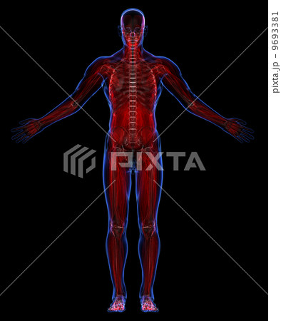Human muscular system and skeleton 9693381
