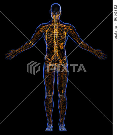 Human lymphatic system and skeleton 9693382