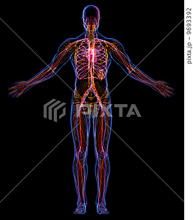 Human Circulatory and Lymphatic systems 9693392