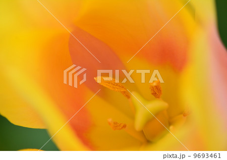 チューリップ 9693461