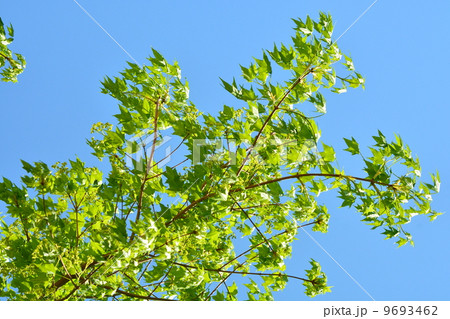 新緑の木 9693462