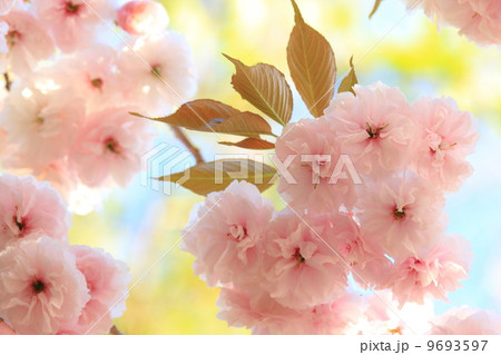 八重桜 八重桜 9693597