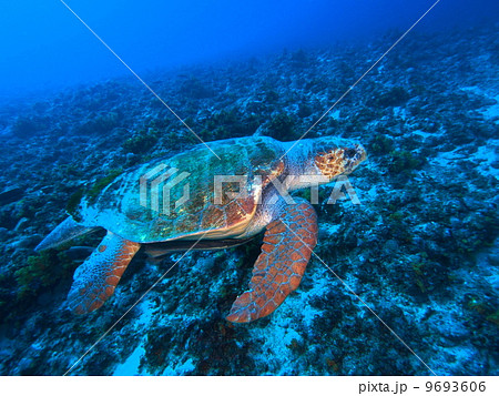 アカウミガメ 9693606