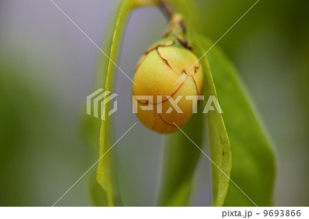 カメリアクックフォンエンシスの蕾 カメリアクックフォンエンシスの蕾 9693866