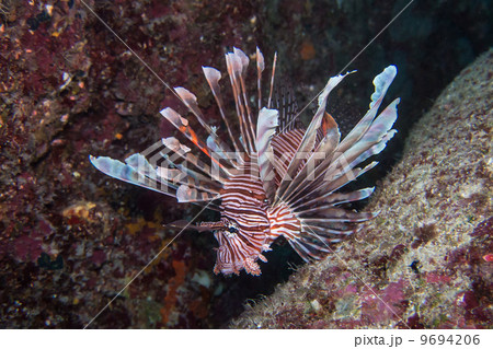 ミノカサゴ 9694206