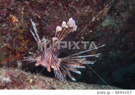 みのかさご 9694207