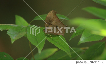生き物　昆虫　日陰で休むクロコノマチョウ 9694487