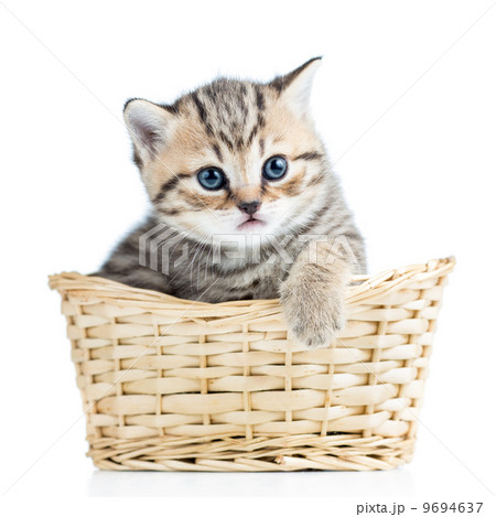 Cute small kitten in wicker basket Cute small kitten in wicker basket 9694637