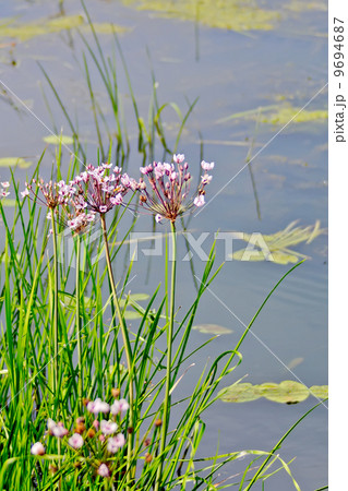Butomus umbellatus 9694687