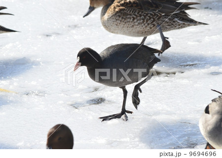 オオバン オオバン 9694696