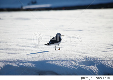 うみねこ 9694716