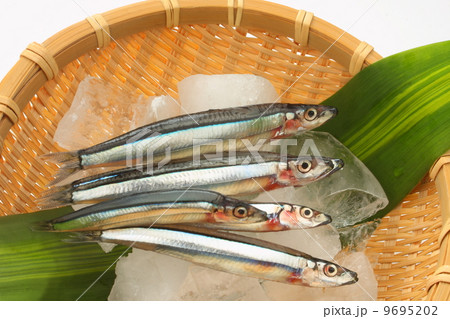 キビナゴ きびなご 生 青魚 刺身 食材 和食 白背景の写真素材