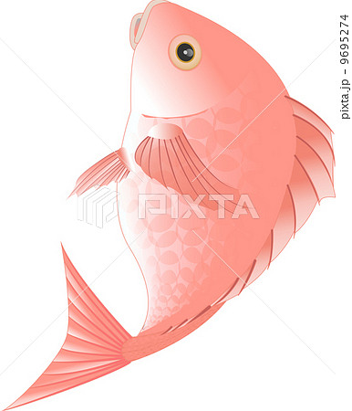鯛のイラスト素材