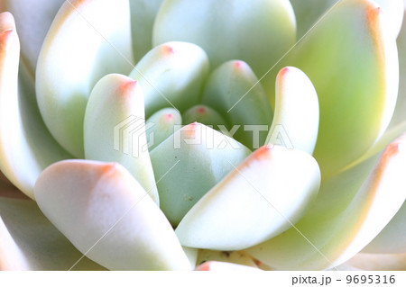 エケベリア：ラウリンゼ 9695316