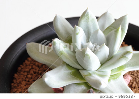 ダドレア：パキフィツム 9695337