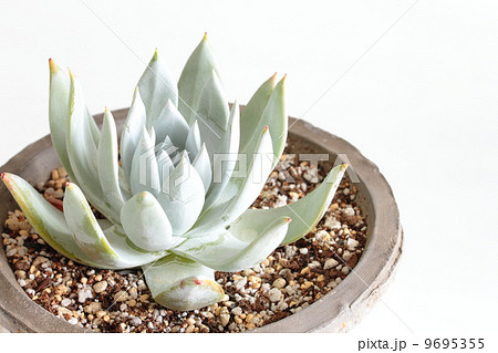 ダドレア：ブリトニー（仙女盃） 9695355