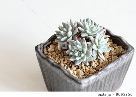 ダドレアー:グリーニー ダドレアー:グリーニー 9695356