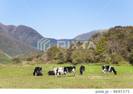 朝霧高原で放牧されている乳牛 9695375
