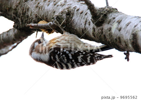 コゲラ 9695562
