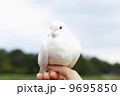 自然の中の白鳩 9695850