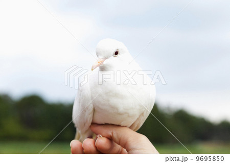 自然の中の白鳩 自然の中の白鳩 9695850