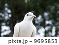森と白鳩 9695853