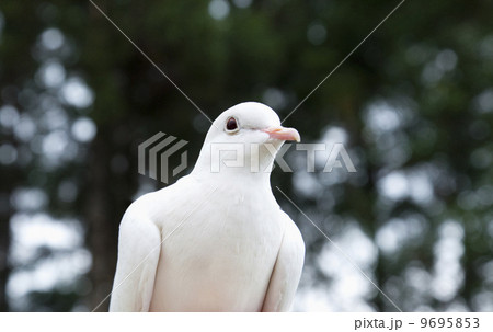 森と白鳩 9695853